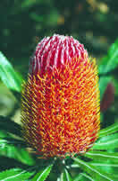 Banksia menziesii